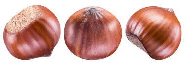 Fındık veya fındık üç farklı yan görünüm. Fındık kümesi.