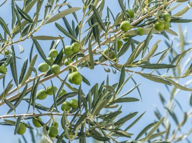 Çilek yakın çekim ile zeytin dalı. Mavi gökyüzü arka plan.