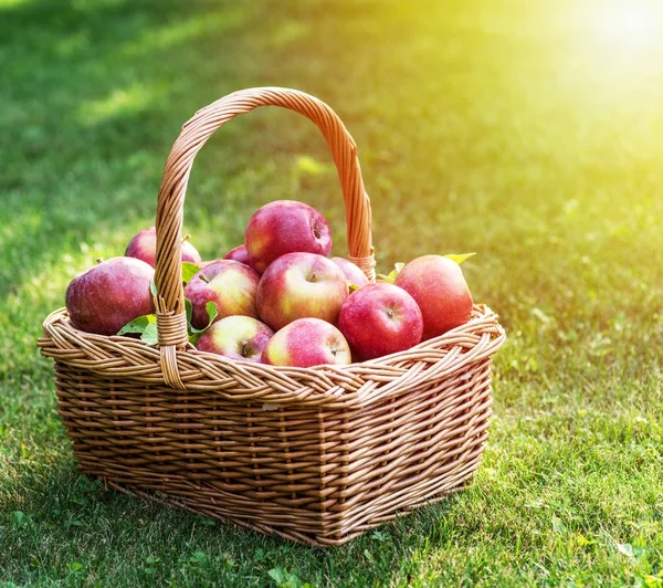 Sklizeň jablek. Zralá červená jablka v košíku na zelené trávě. — Stock fotografie