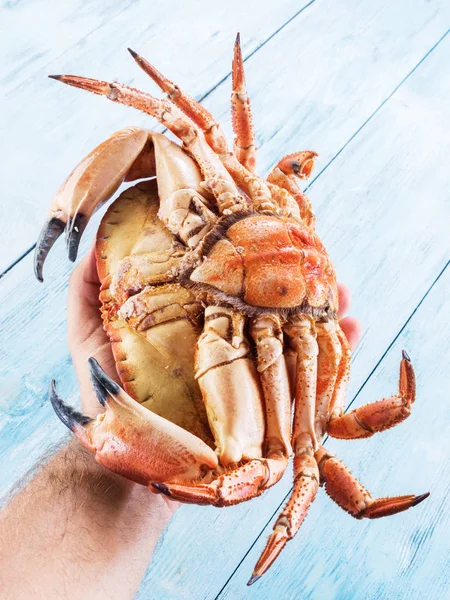 Cooked brown crab or edible crab.