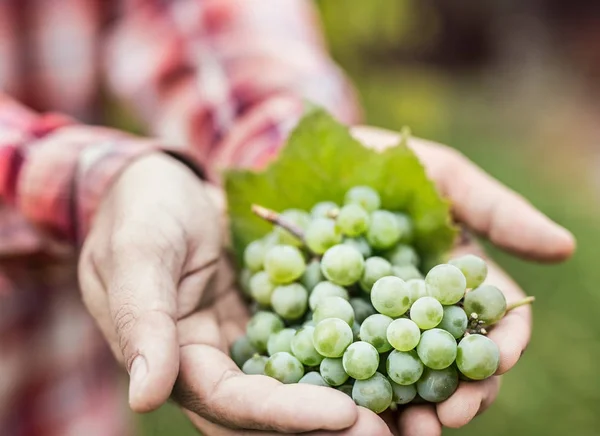 Las uvas blancas de vino en las manos masculinas . — Foto de Stock
