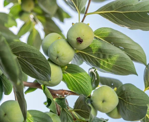 Persimmon owoców wśród zielonych liści na drzewie. — Zdjęcie stockowe