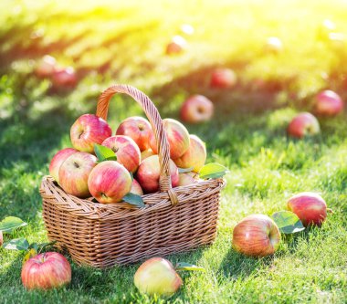 Elma hasatı Yeşil çimlerin üzerindeki sepette olgun kırmızı elmalar.
