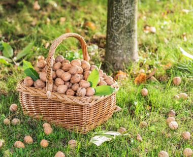 Ceviz hasadı. Yeşil çimlerin üzerindeki sepette cevizler.