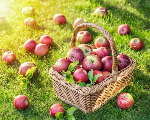 Apfelernte. Reife rote Äpfel im Korb auf dem grünen Gras. — Stockfoto