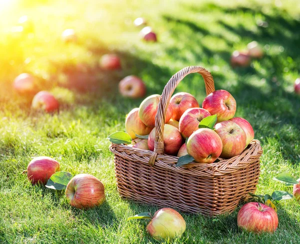 Colheita de maçã. Maçãs vermelhas maduras na cesta na grama verde. — Fotografia de Stock