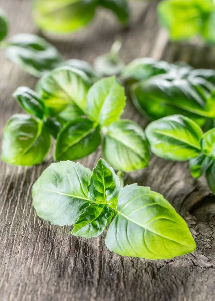 Zöld bazsalikom gyógynövények a régi fából készült asztal. — Stock Fotó