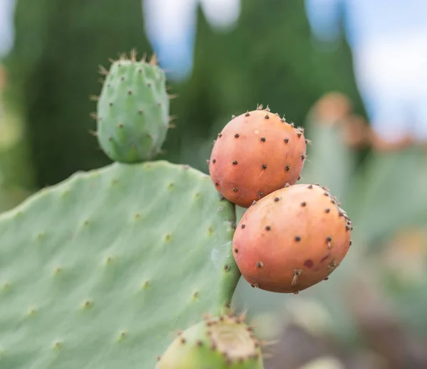 Prickly pear or opuntia plant close -up. — Stock Photo, Image