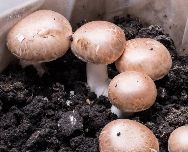 Champignon mantar. Taze hasat. Makro.