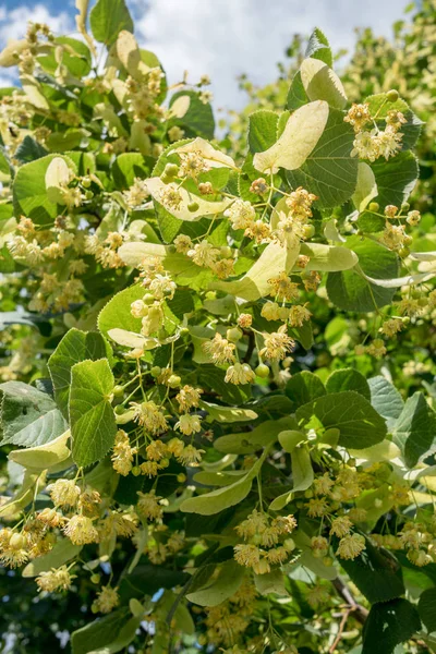 Linden tree in blossom. Nature background. — Stock Photo, Image