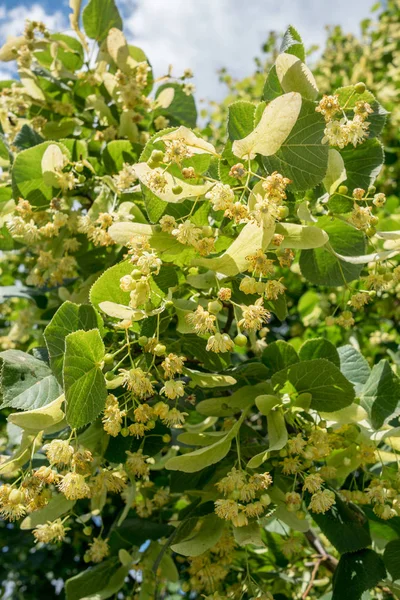 Árbol de tilo en flor. Fondo de naturaleza . —  Fotos de Stock