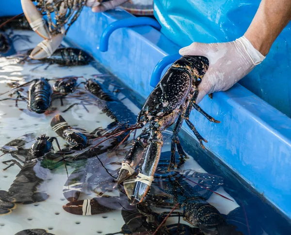 Hummer i en tank i fiskmarknaden. Klorna binds. — Stockfoto