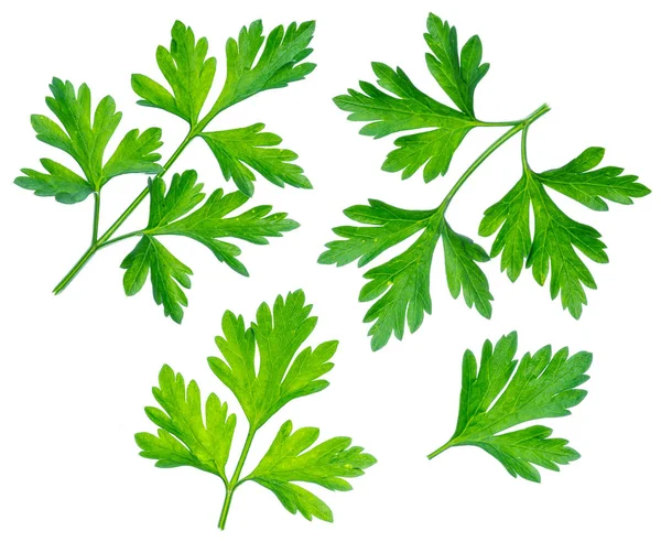 Parsley herb. Macro shot of small branch. — Stock Photo, Image