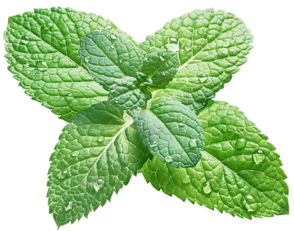 Hojas de menta o menta con gotas de agua sobre fondo blanco . — Foto de Stock