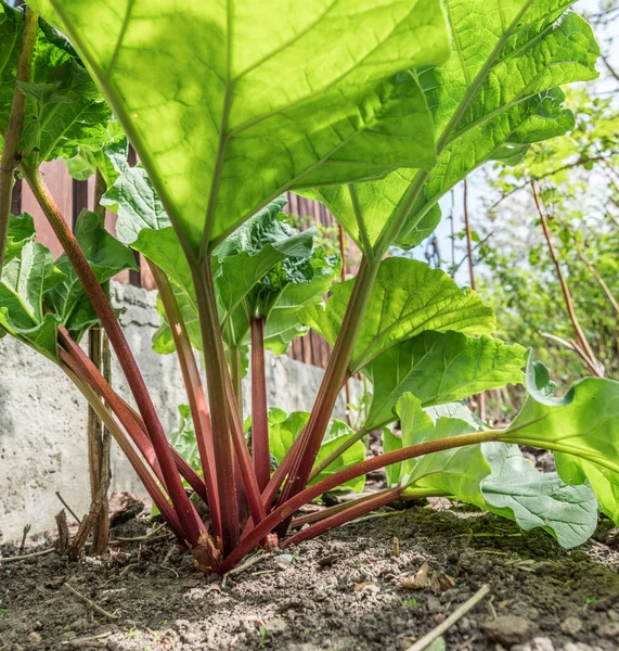 Plante de rhubarbe dans le jardin. Gros plan . — Photo