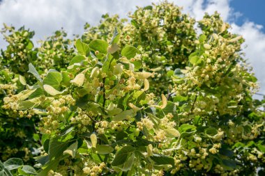 Ihlamur ağacı çiçeği. Doğa arka plan.