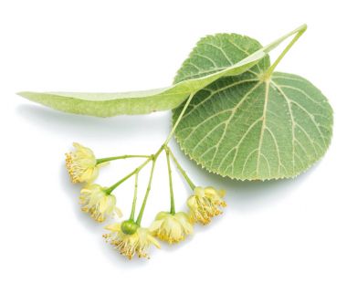 Çiçek ve yaprak beyaz zemin üzerine kireç.