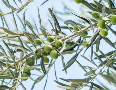 Çilek yakın çekim ile zeytin dalı. Mavi gökyüzü arka plan.