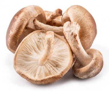 shiitake mantar beyaz zemin üzerine.