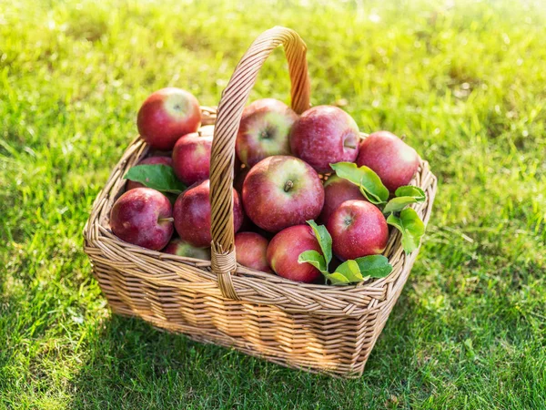 Apfelernte. Reife rote Äpfel im Korb auf dem grünen Gras. — Stockfoto