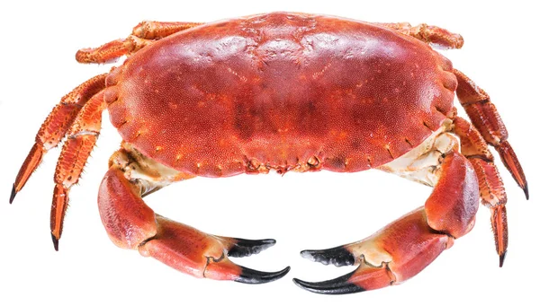 Kokta bruna krabba eller ätliga krabba. — Stockfoto