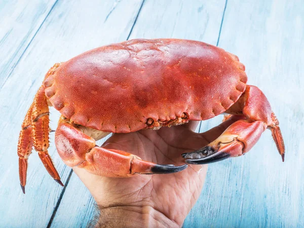 Cooked brown crab or edible crab.