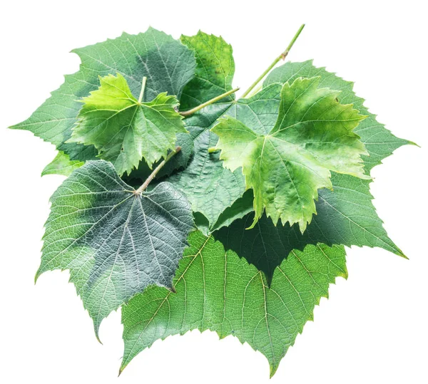 Folhas de uva ou folhas de videira no fundo branco . — Fotografia de Stock