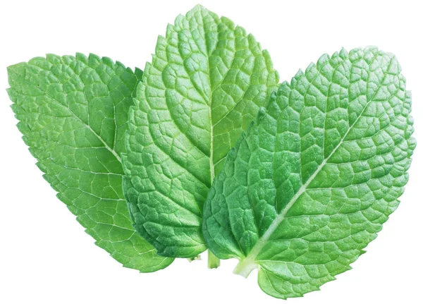 Tres hojas de menta verde u hojas de menta aisladas sobre fondo blanco — Foto de Stock