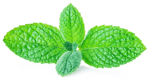 Verse apple mint. Close-up. Geïsoleerd op witte achtergrond. — Stockfoto