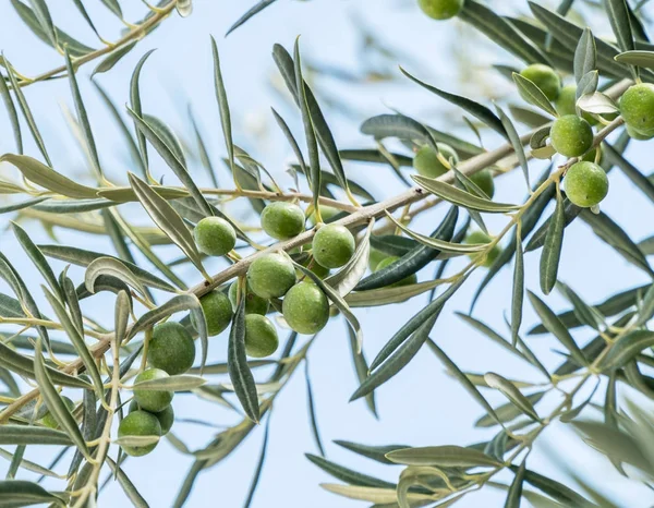 Olive branch met bessen close-up. Blauwe hemelachtergrond. — Stockfoto