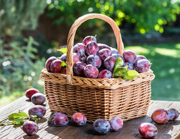 Plum oogst. Rijpe pruimen in de mand op tafel. — Stockfoto