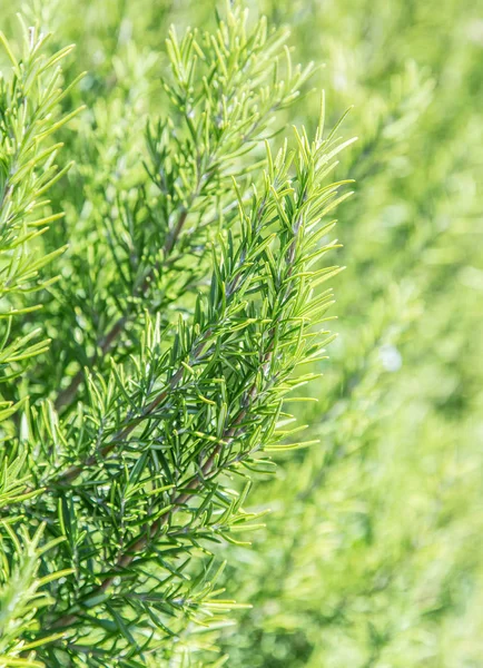 Rosemary kruid in de tuin. Closeup. — Stockfoto