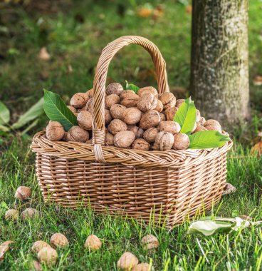 Ceviz hasadı. Yeşil çimlerin üzerindeki sepette cevizler.