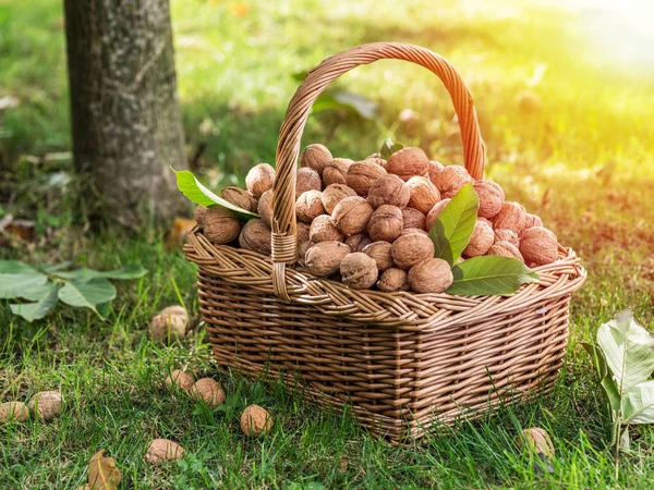 Diótermés. Dió a kosárban a zöld fűben. — Stock Fotó