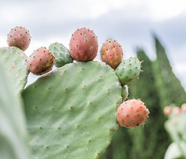 Dikenli armut veya opuntia fabrikayı kapatmak - kadar. 
