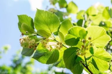 Linden tree in blossom. Nature background. clipart