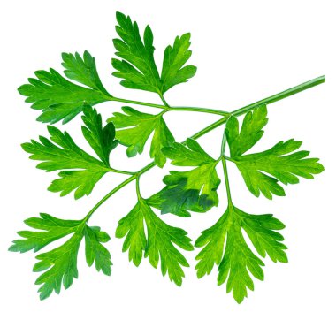 Maydanoz ot. Makro çekim küçük Şubesi.