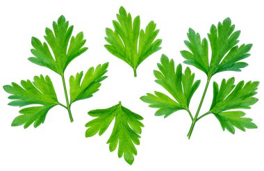 Maydanoz ot. Makro çekim küçük Şubesi.