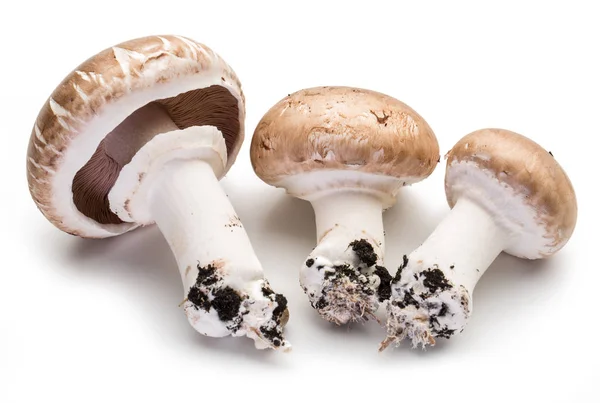 Cogumelos Champignon no fundo branco . — Fotografia de Stock