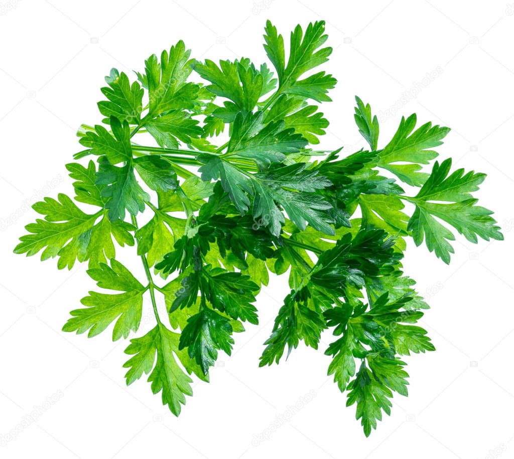 Bunch of parsley herb isolated on white background.