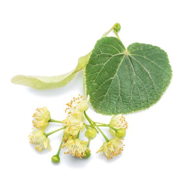 Çiçek ve yaprak beyaz zemin üzerine kireç.