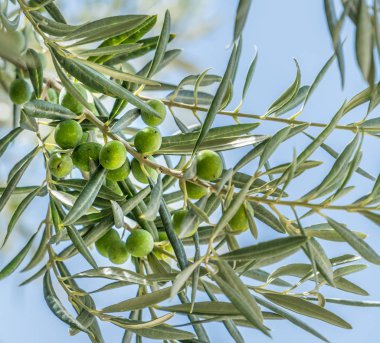 Çilek yakın çekim ile zeytin dalı. Mavi gökyüzü arka plan.