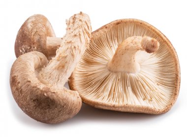shiitake mantar beyaz zemin üzerine.