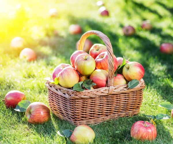 Appeloogst. Rijp rode appels in de mand op het groene gras. — Stockfoto