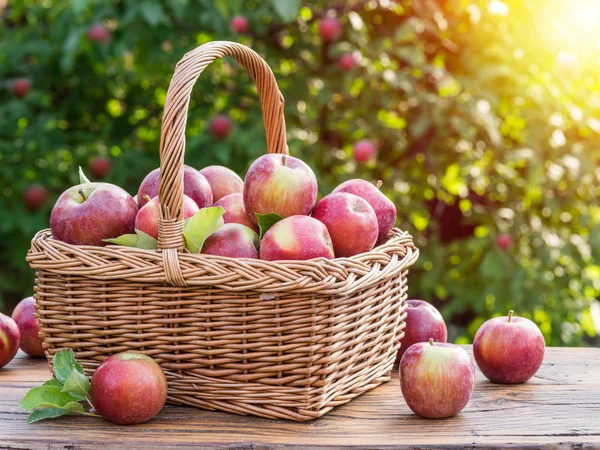 Oogst van de appel. Rijpe rode appels in de mand op tafel. — Stockfoto