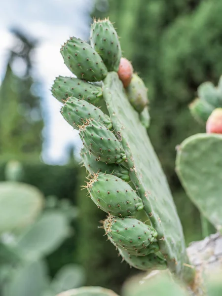 Prickly pear or opuntia plant close -up. — Stock Photo, Image