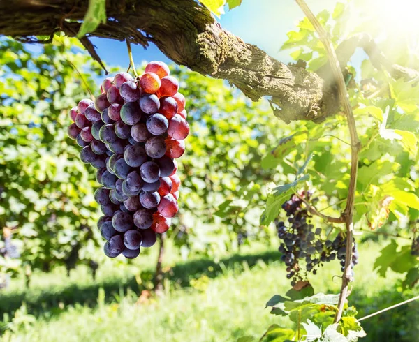 Uvas de vinho na videira. — Fotografia de Stock