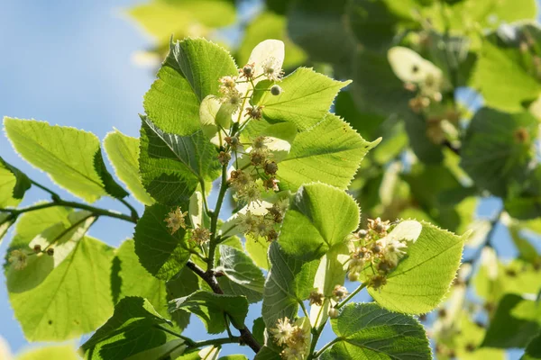 Árbol de tilo en flor. Fondo de naturaleza . — Foto de Stock