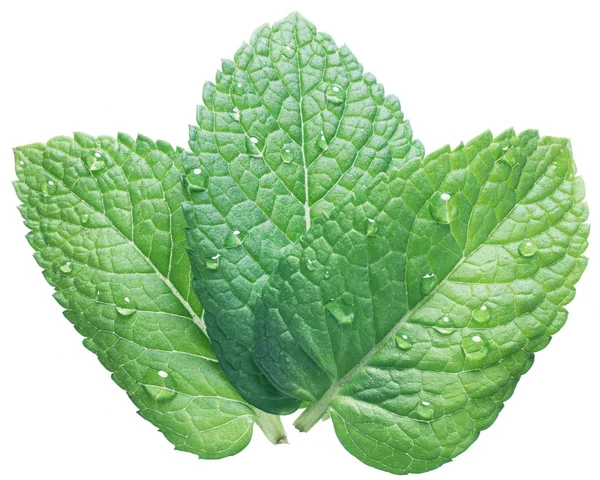 Tres hojas de menta verde o menta con gotas de agua en el fondo blanco — Foto de Stock