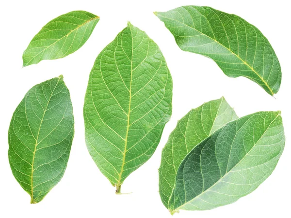 Collection of walnut leaves on white background. — Stock Photo, Image